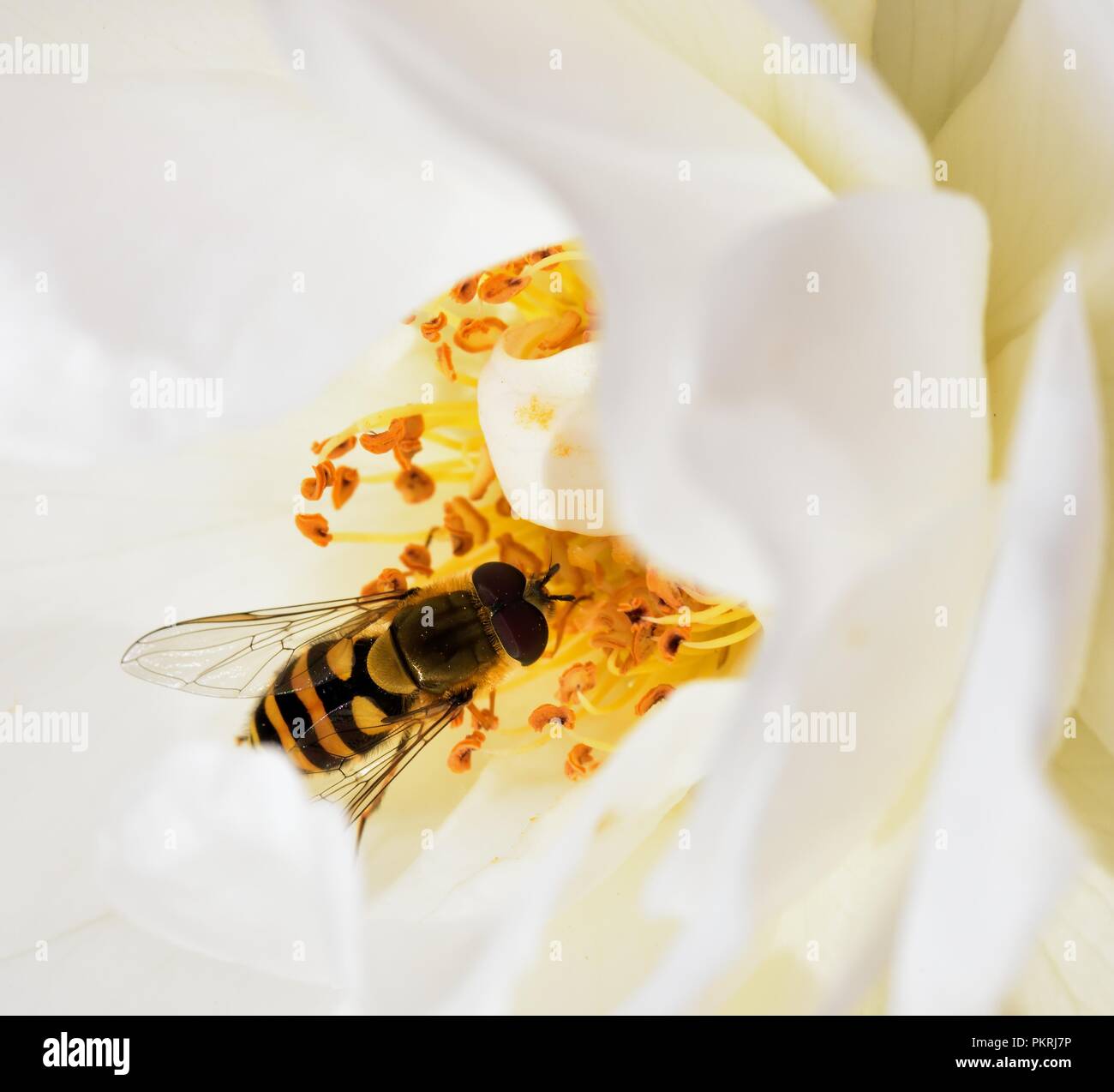 Diptera feeding on the rose nectar Stock Photo