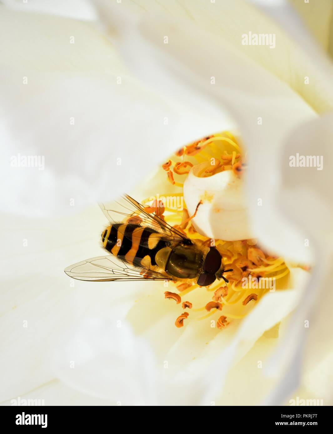 Diptera feeding on the rose nectar Stock Photo