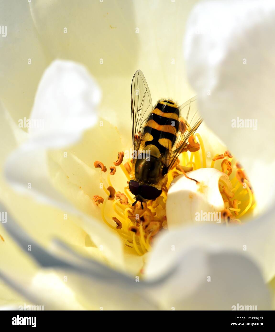 Diptera feeding on the rose nectar Stock Photo