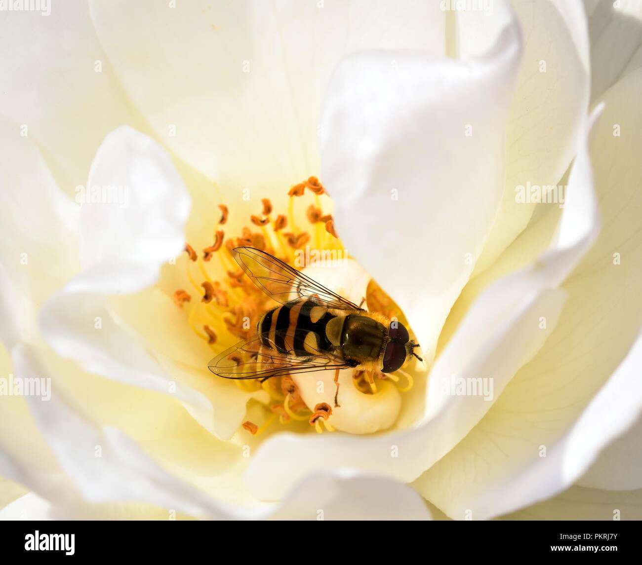 Diptera feeding on the rose nectar Stock Photo