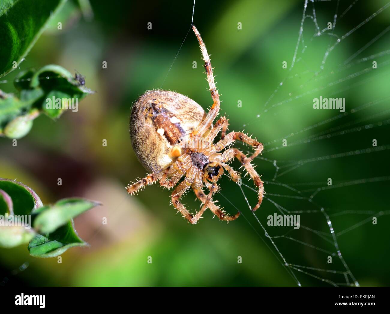 Garden Spider hanging on it's web Stock Photo Alamy