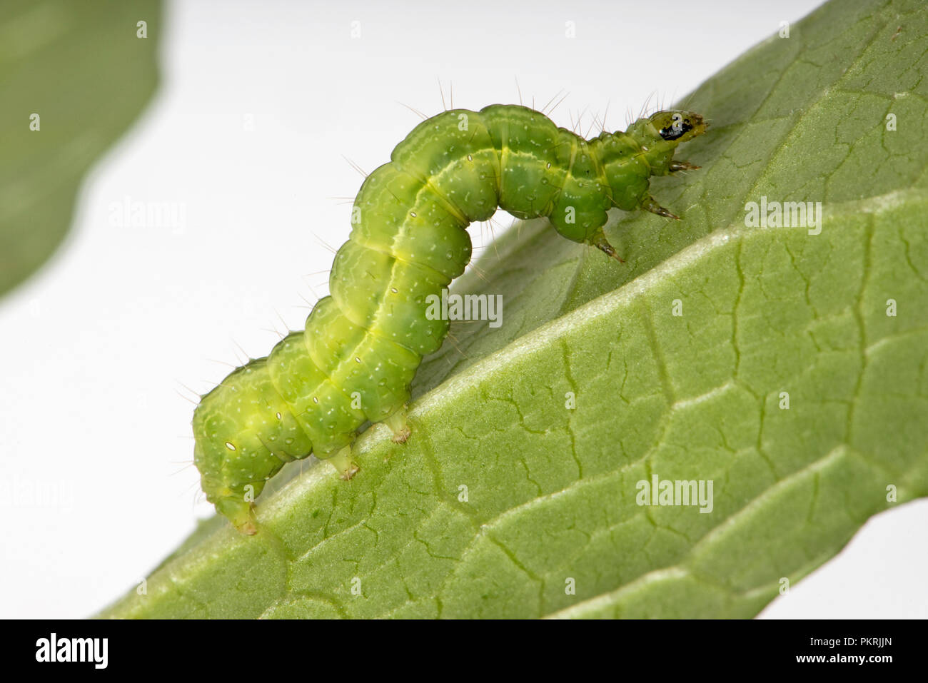 Silver Y moth, Autographa gamma, caterpillar feeding on a runner bean leaf, Berkshire, September Stock Photo