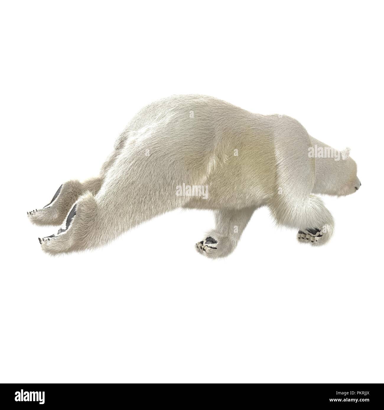 Polar bear swimming arctic Cut Out Stock Images & Pictures - Alamy