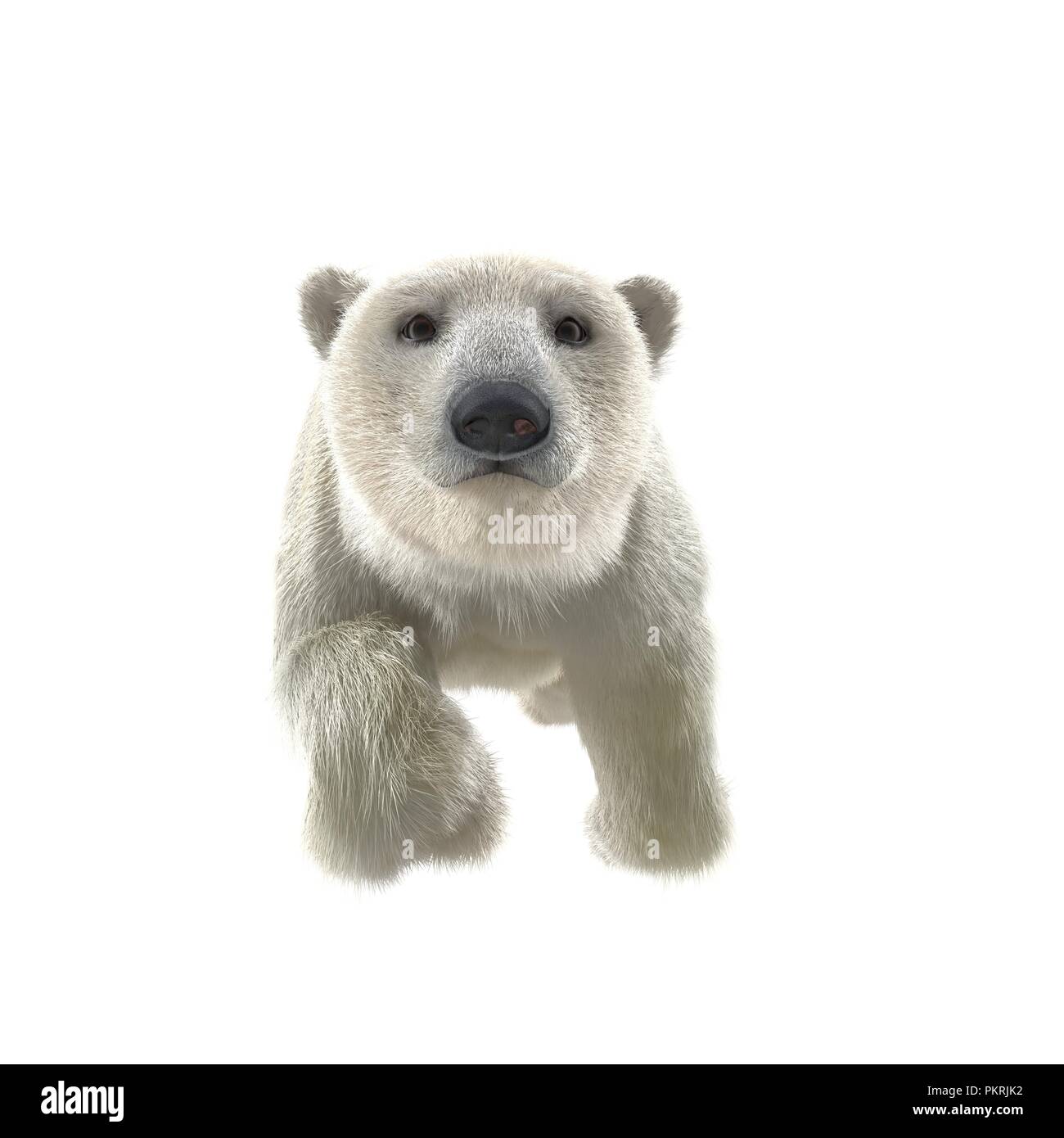 Polar bear swimming arctic Cut Out Stock Images & Pictures - Alamy
