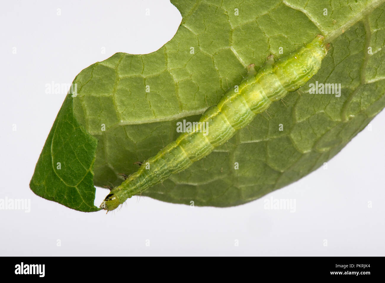 Silver Y moth, Autographa gamma, caterpillar feeding on a runner bean leaf, Berkshire, September Stock Photo