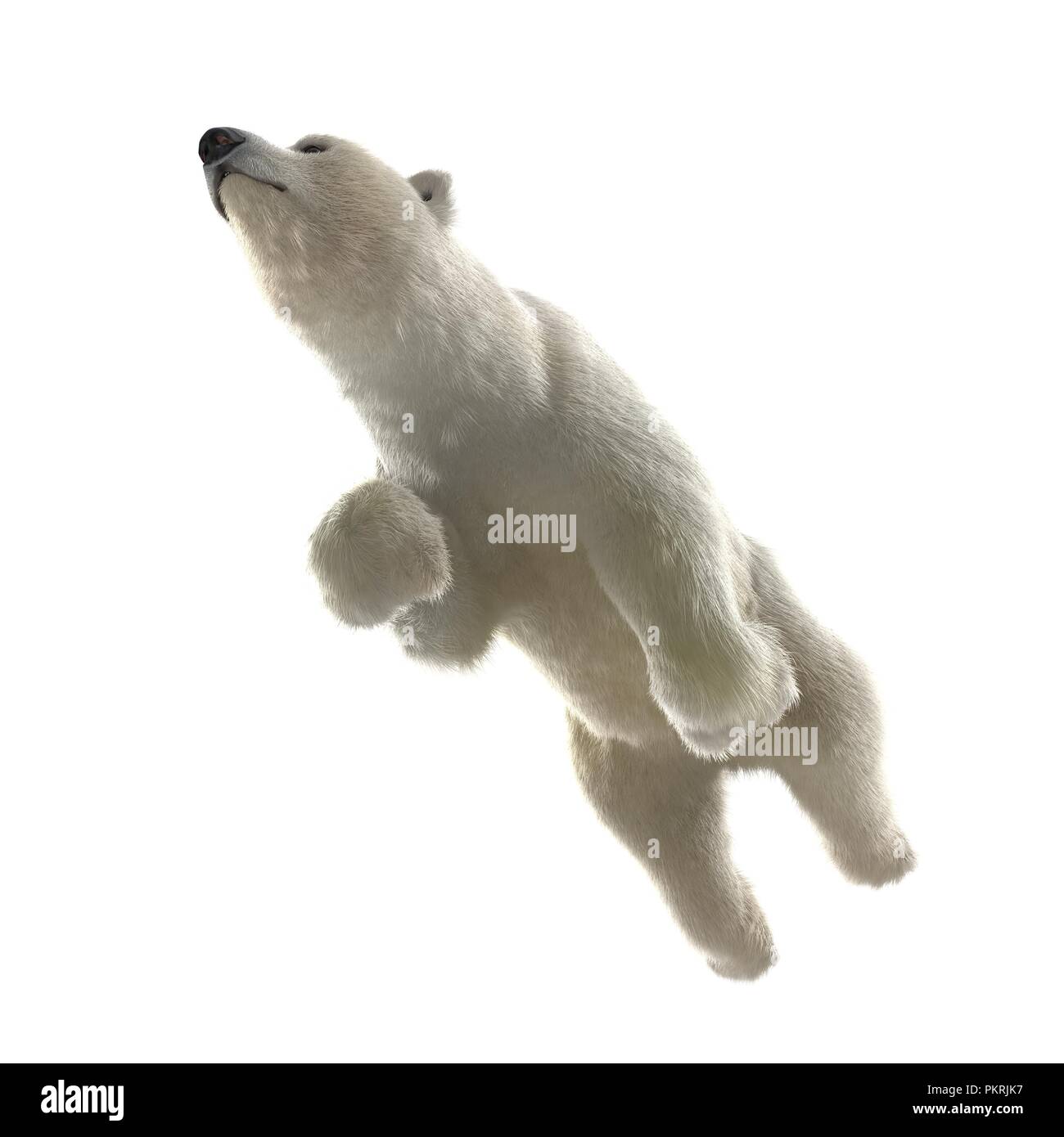 Polar bear swimming arctic Cut Out Stock Images & Pictures - Alamy