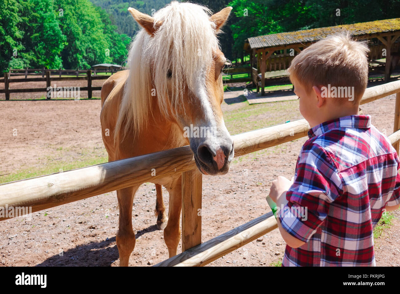 Portrait of the charming young teenager feeds beautiful ginger horse