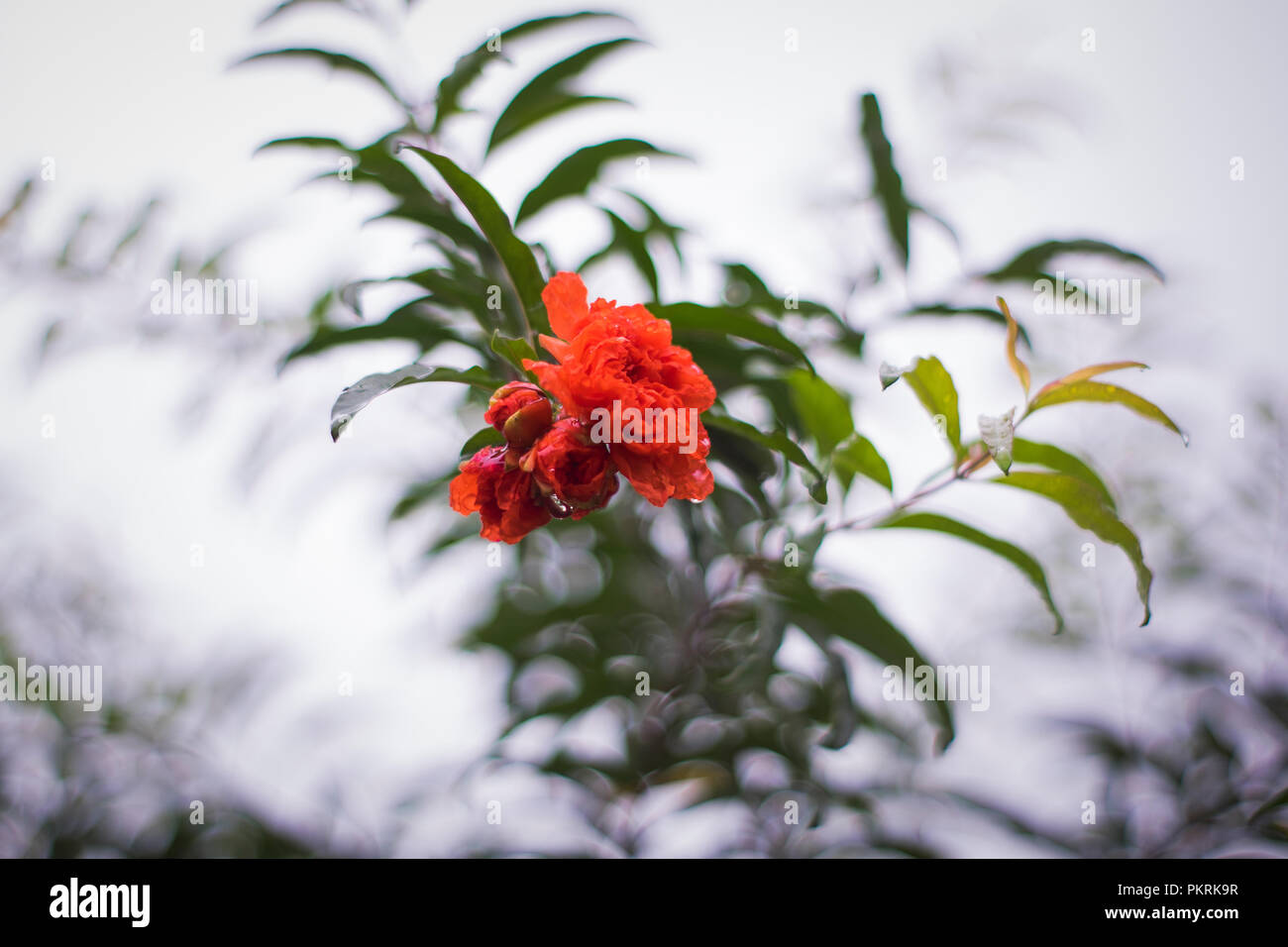 photograph of a red flower with a natural blurry background in the morning dew. Stock Photo