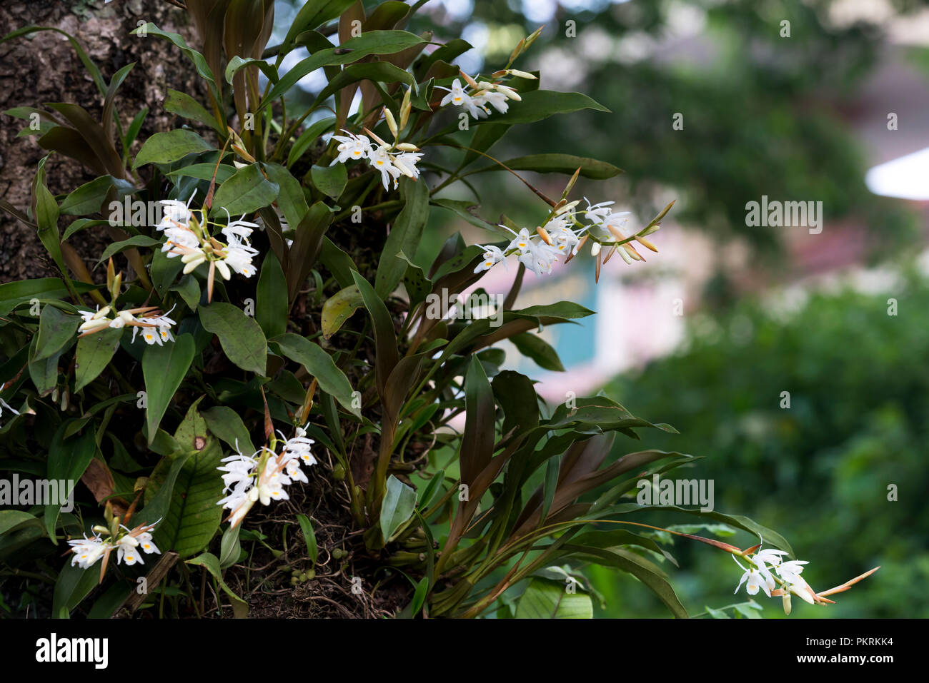 Dendrobium infundibulum Lindl, White rare wild orchids grow in the rainforest, Vietnam Stock Photo
