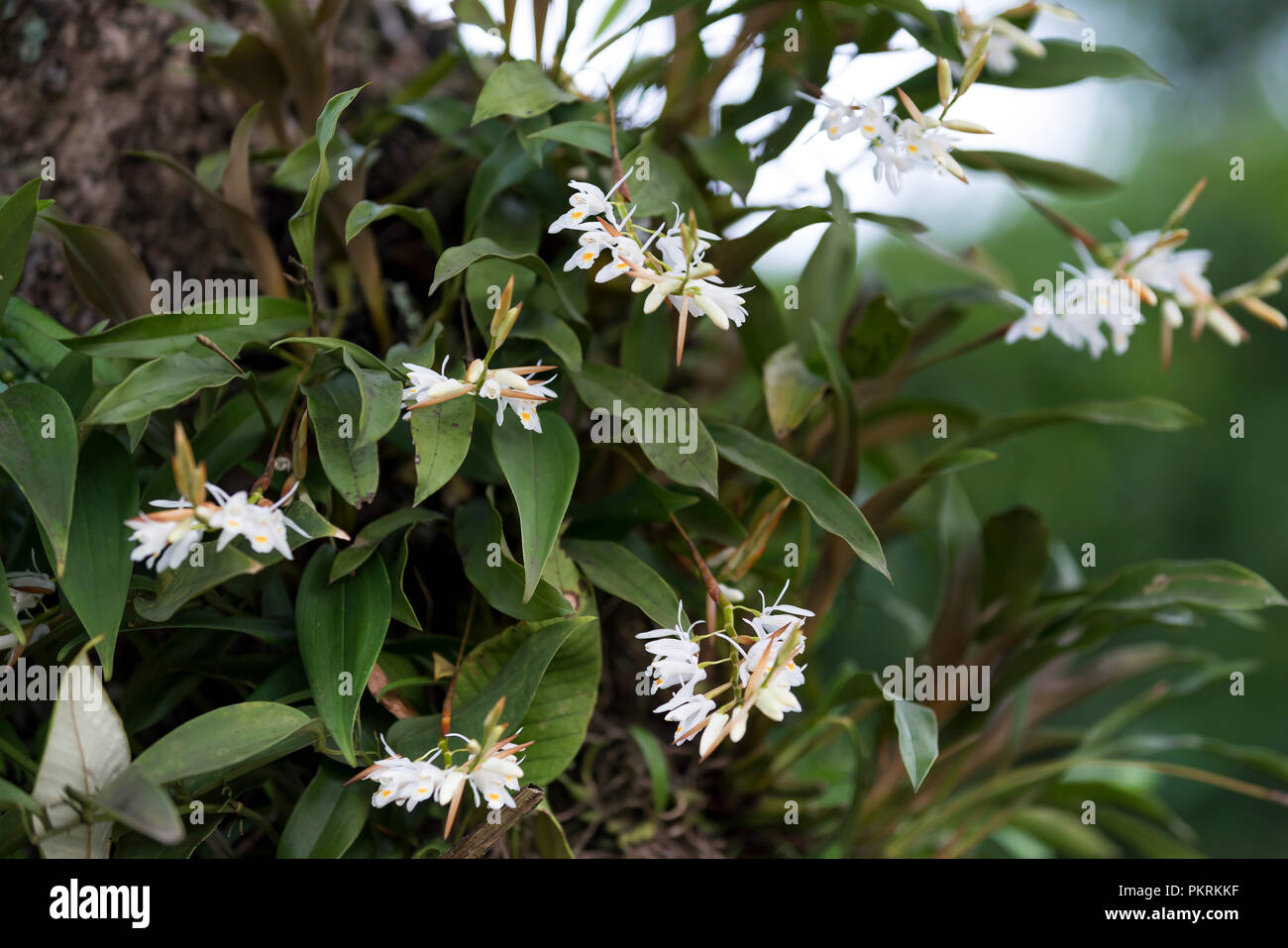 Dendrobium infundibulum Lindl, White rare wild orchids grow in the rainforest, Vietnam Stock Photo