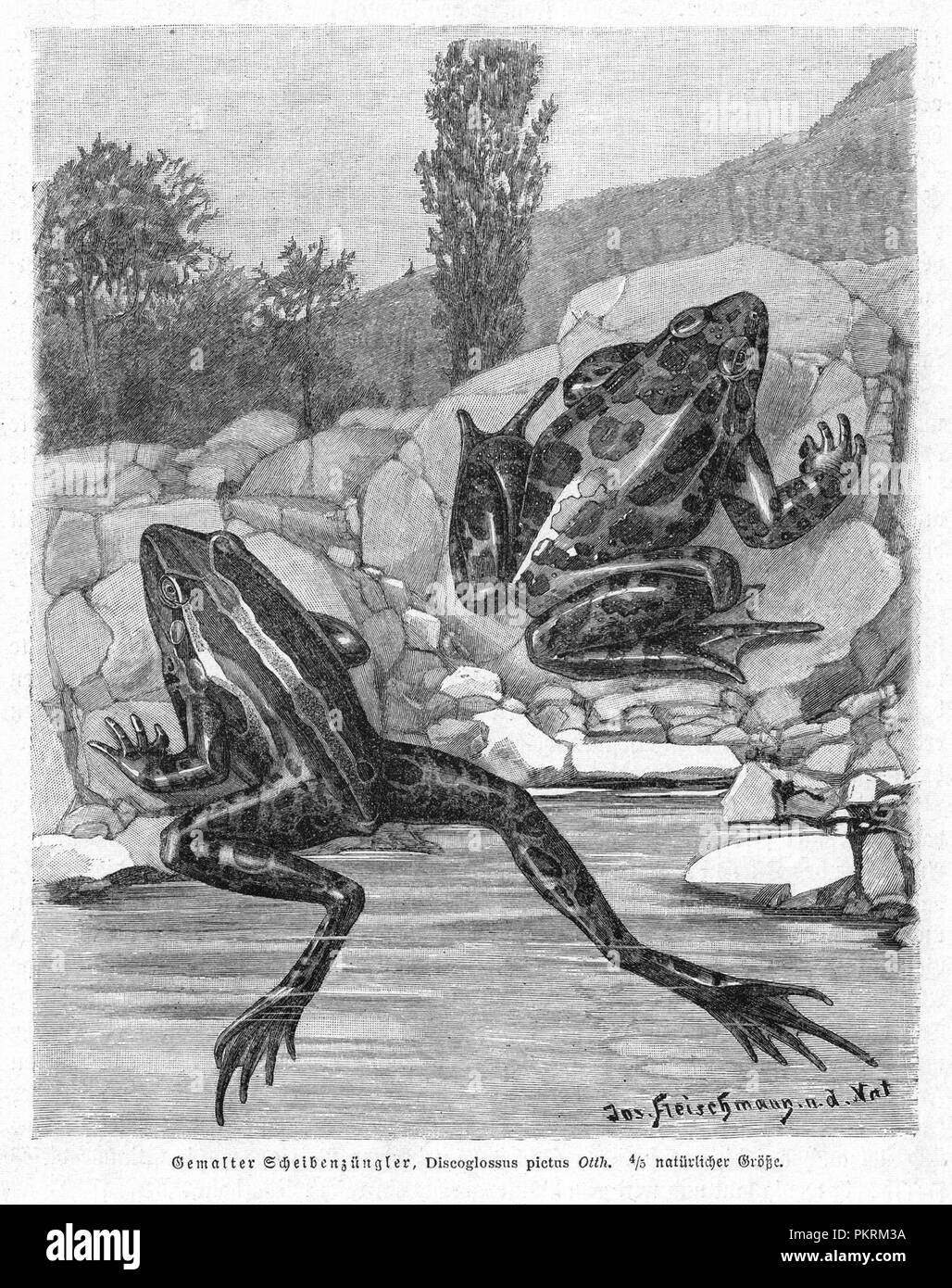 Frogs and Toads, Reptiles, Antique book illustrations, scanned Stock Photo  - Alamy