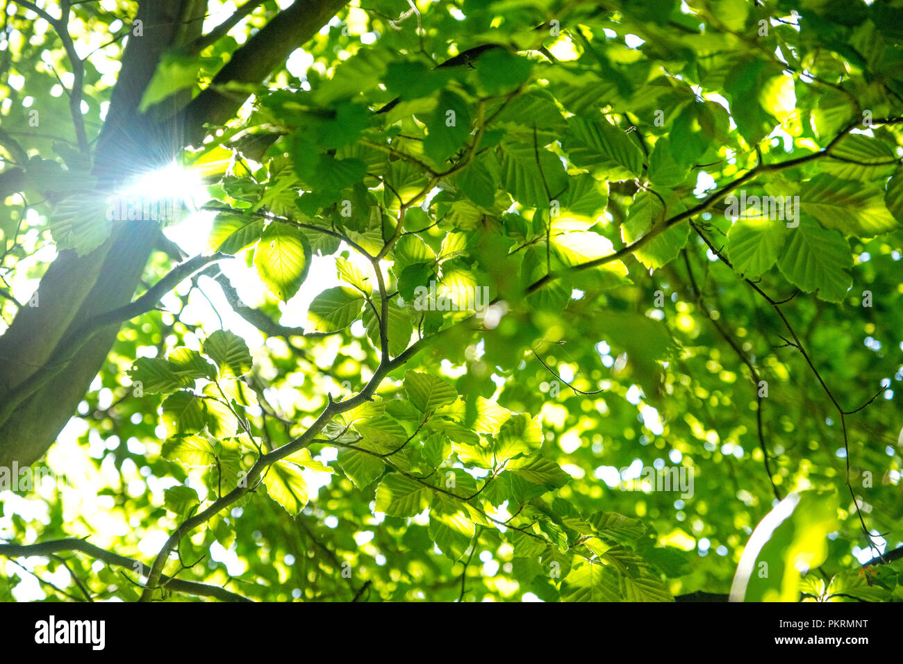 Sunlight filtering through leaves in a Peak District woodland Stock Photo