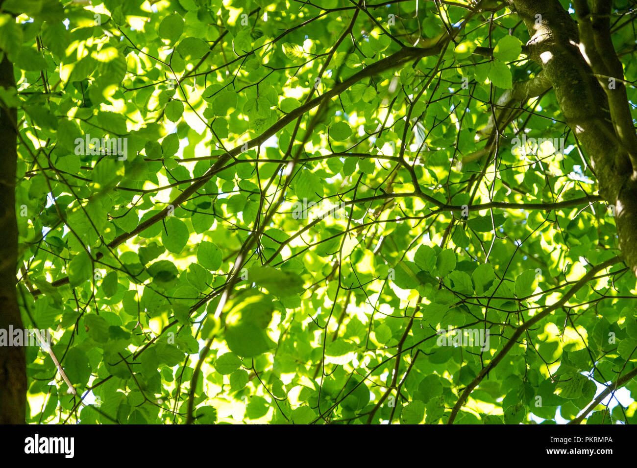 Sunlight filtering through leaves in a Peak District woodland Stock Photo