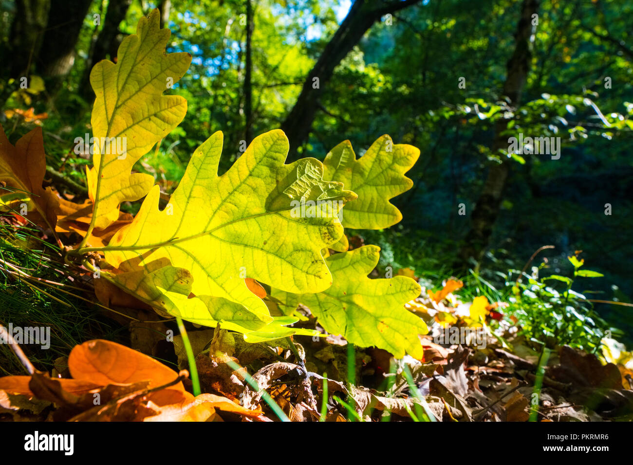 Woodland floor hi-res stock photography and images - Alamy