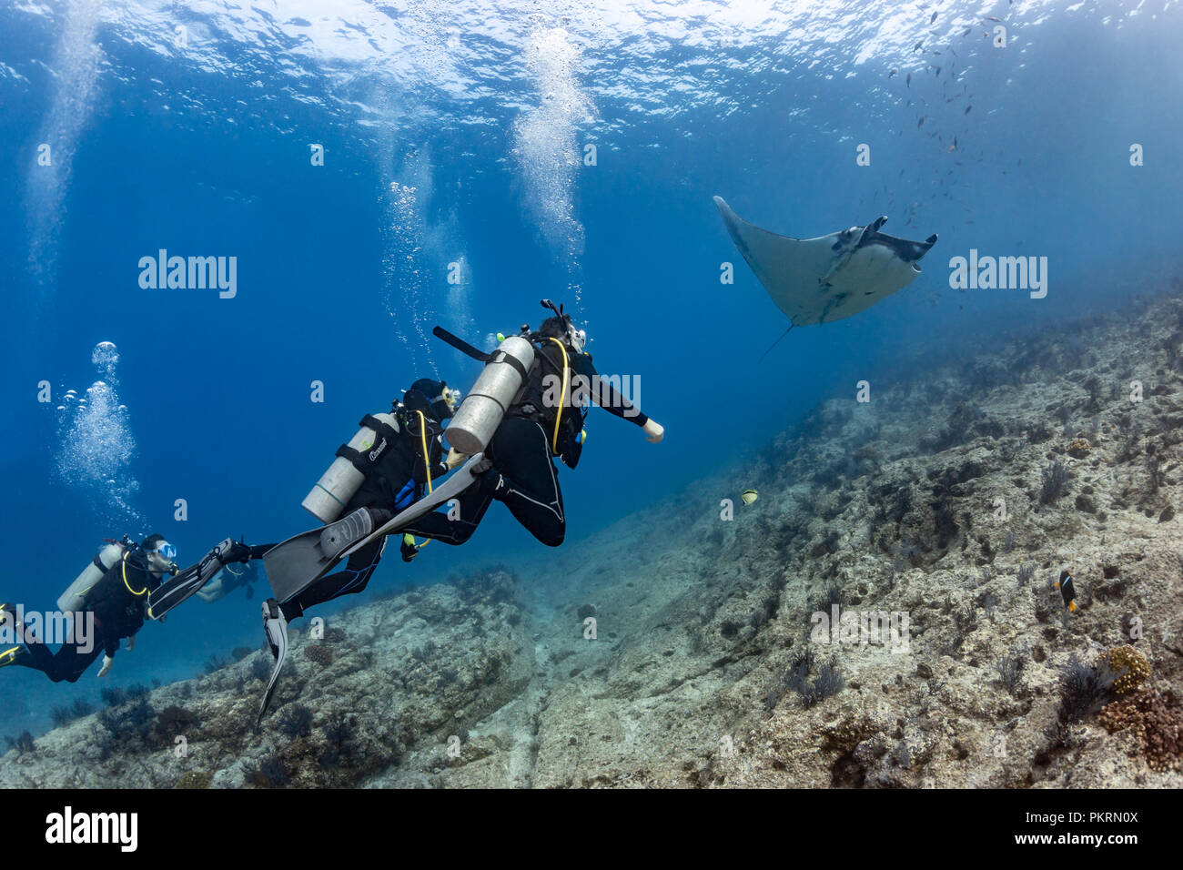 Scuba Divers with Giant Pacific Manta Rays, La Reina, Sea of Cortez (Manta birostris) Stock Photo