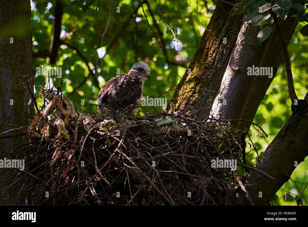 Common buzzard youngster in the nest (Buteo buteo Stock Photo Alamy