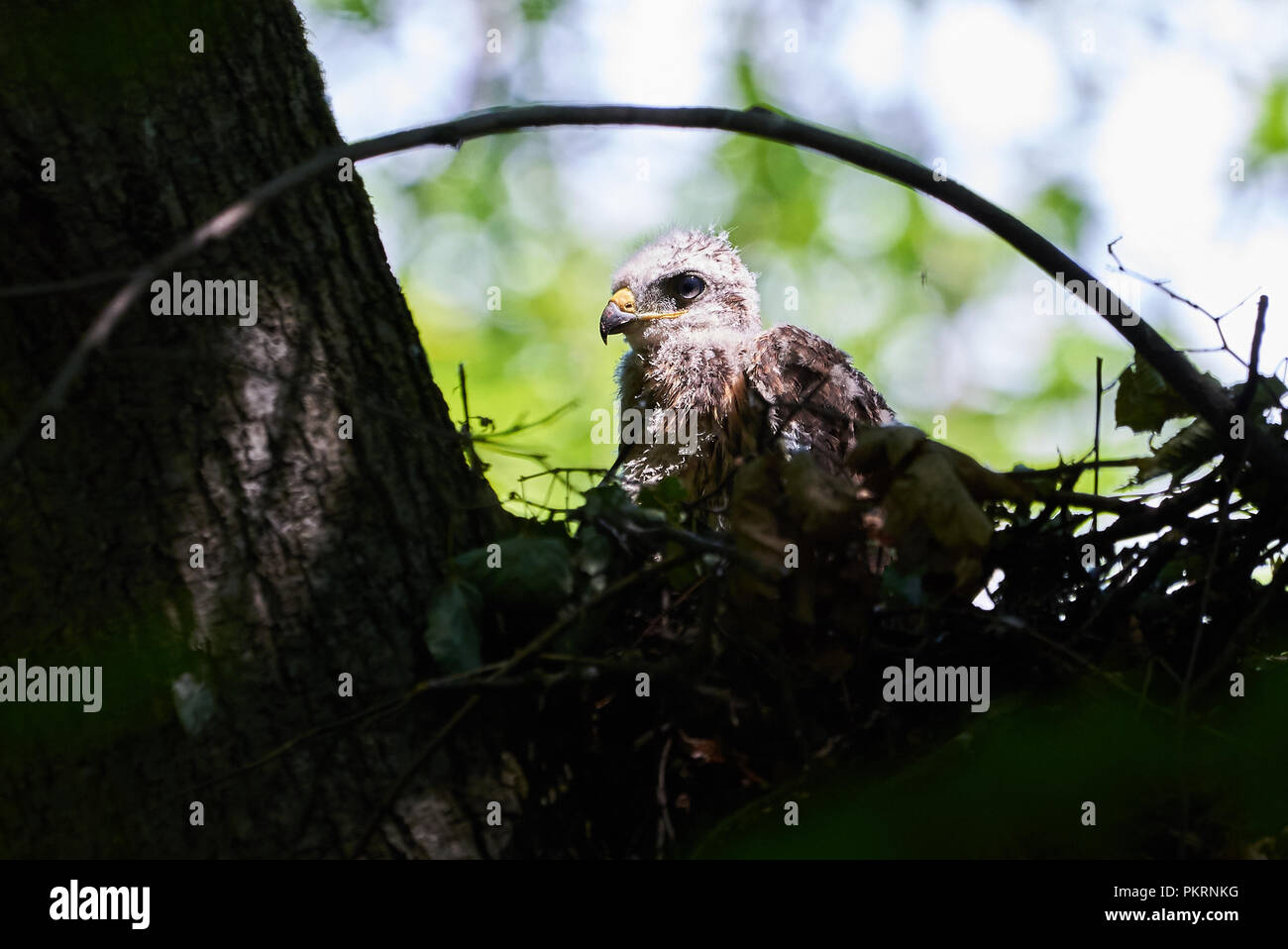 Common buzzard nest hires stock photography and images Alamy