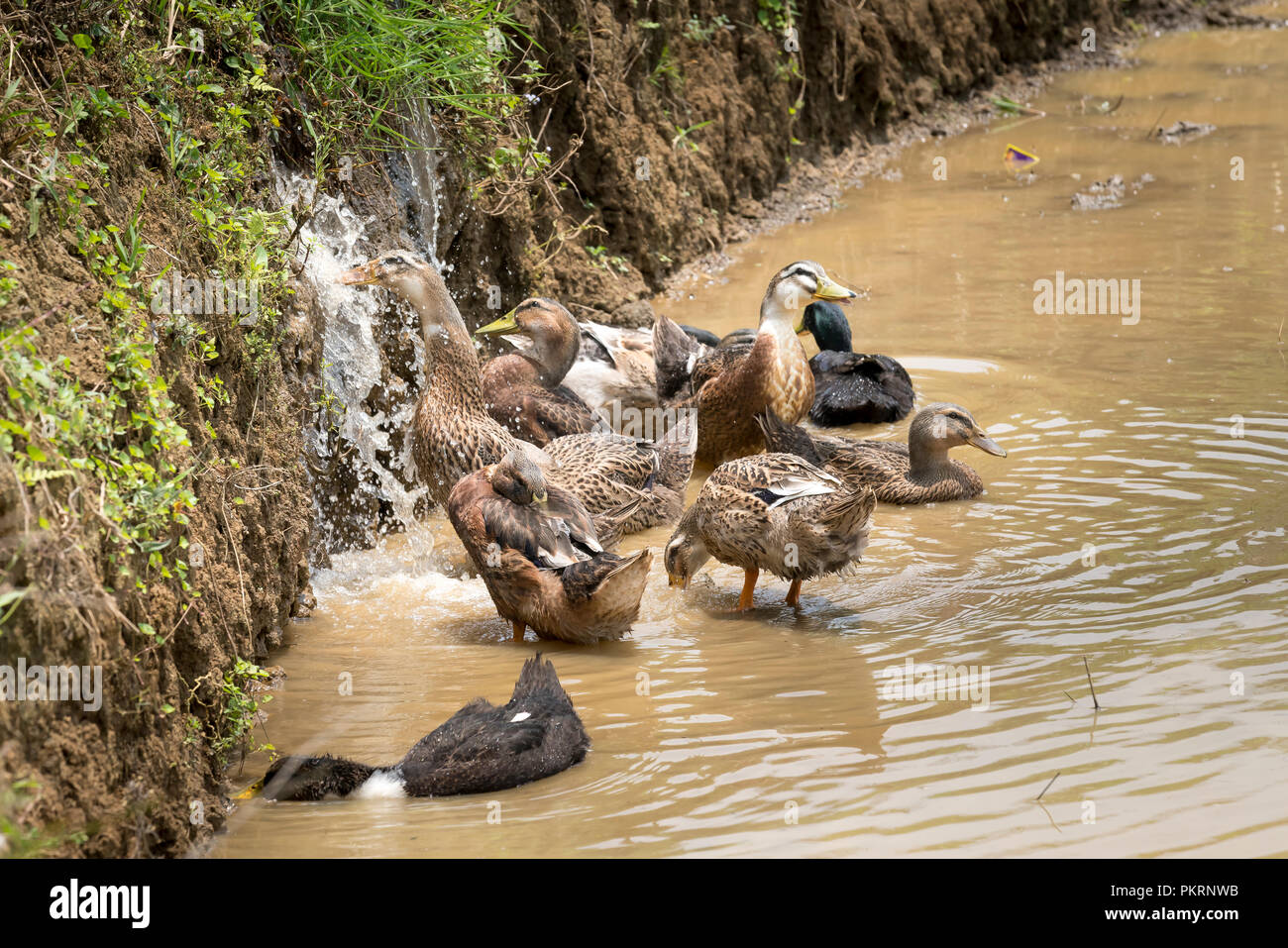 Ducks in the rice field on the background of rice field and farmer