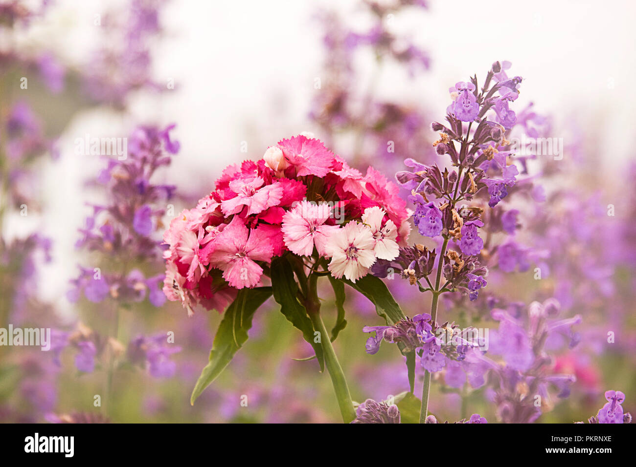 Closeup of purple and pink country flowers in cottage flower garden