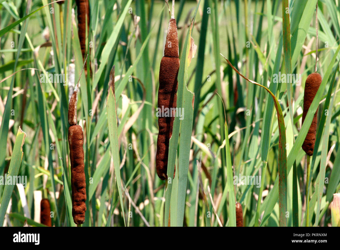 Closeup of cattails Stock Photo Alamy