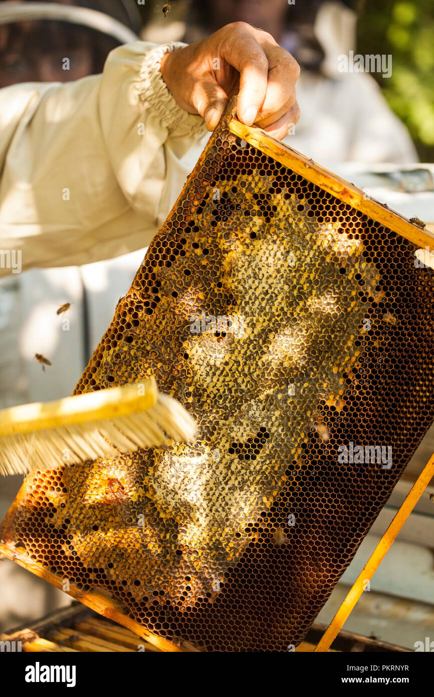 Bees honeycomb hi-res stock photography and images - Alamy
