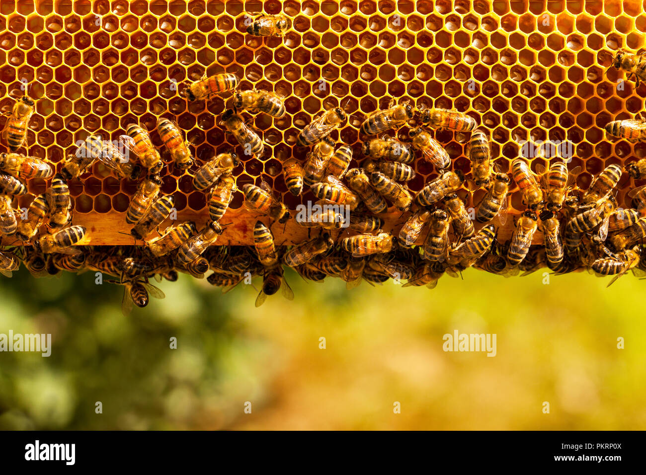 Working bees on honeycomb. Beekeeping concept. Healthy food. Stock Photo