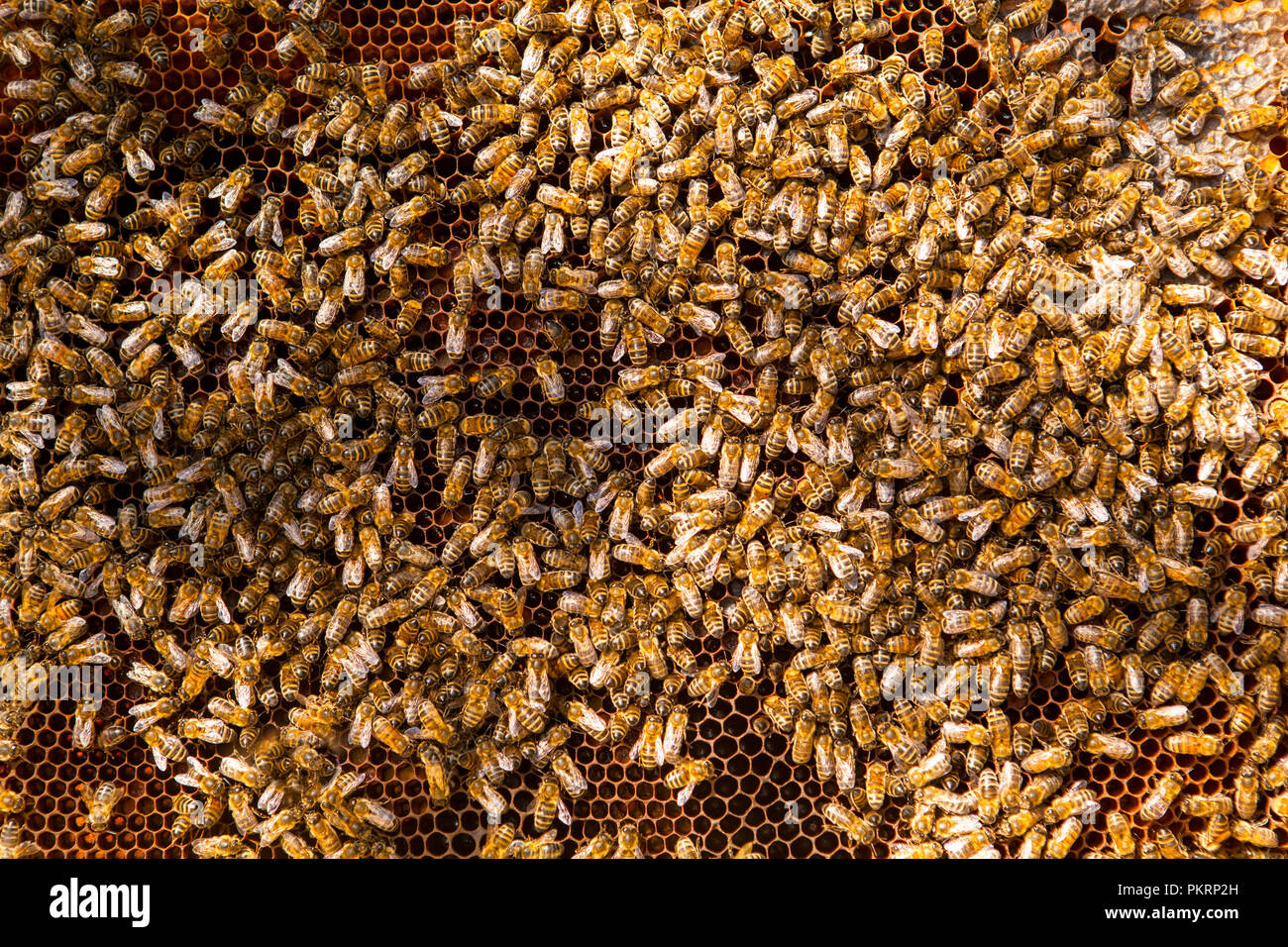 Working bees on honeycomb. Beekeeping concept. Healthy food. Stock Photo