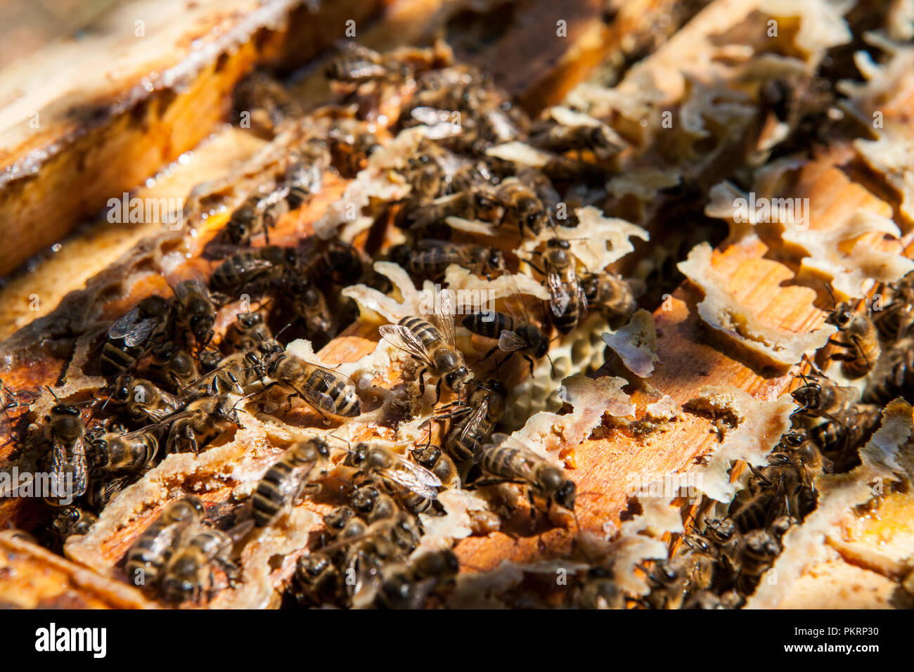 Working bees on honeycomb. Beekeeping concept. Healthy food. Stock Photo