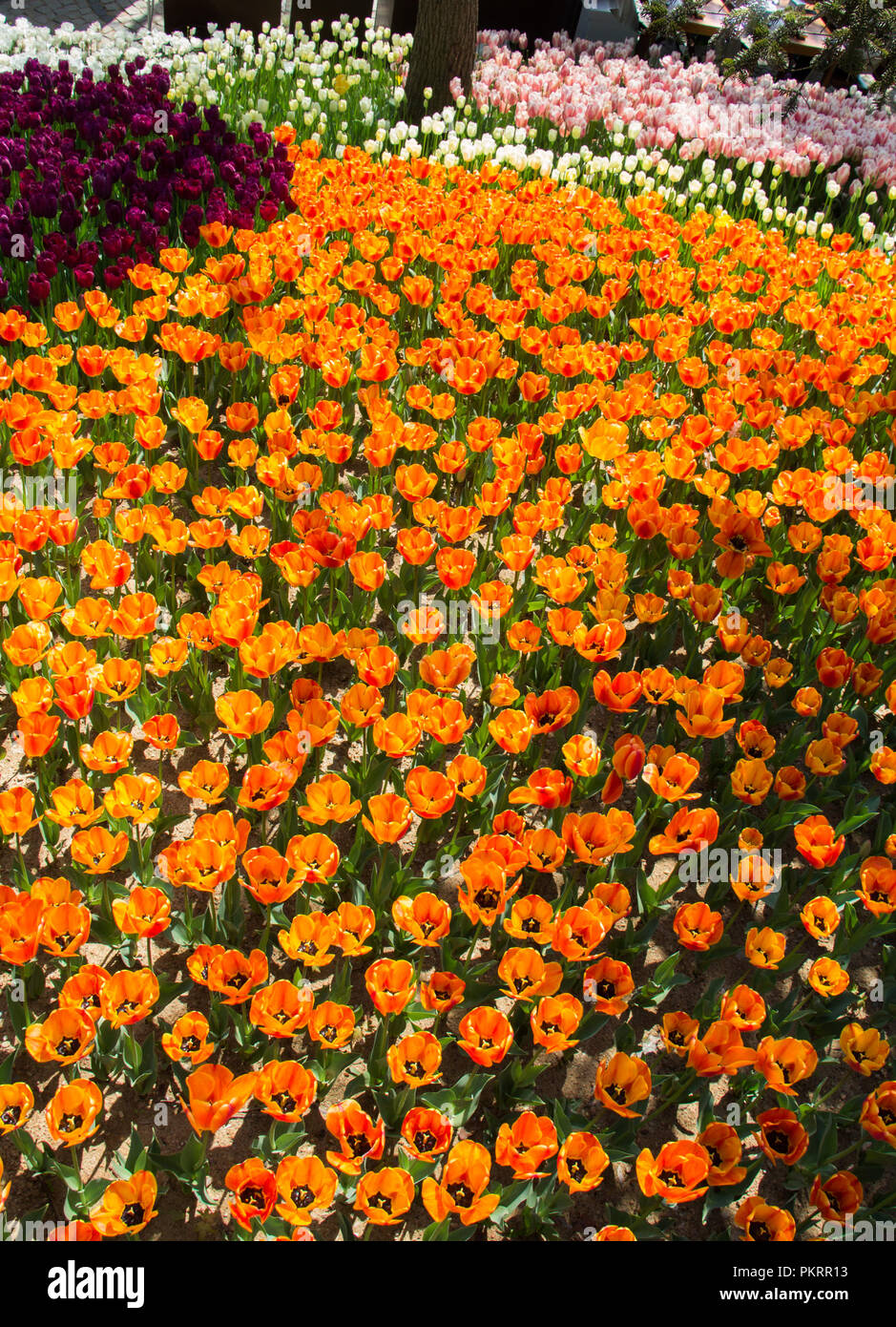 Blooming colorful tulip flowers in garden as floral background Stock ...