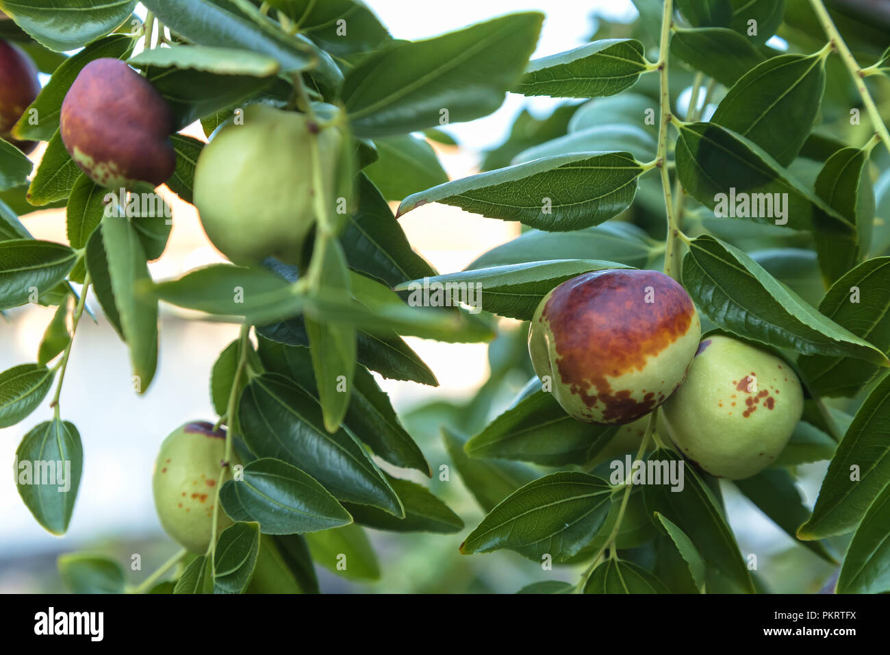 Ripe jujube fruit (Ziziphus jujuba) on the tree Stock Photo
