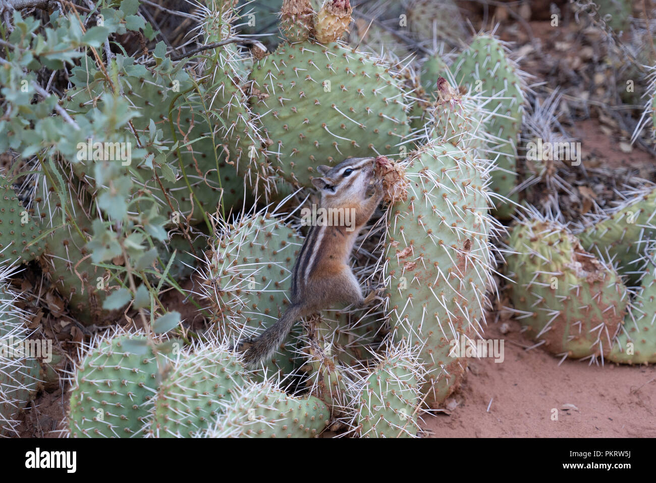 3dRose Prickly pear at Zion National Park Utah - Desk Pad Place