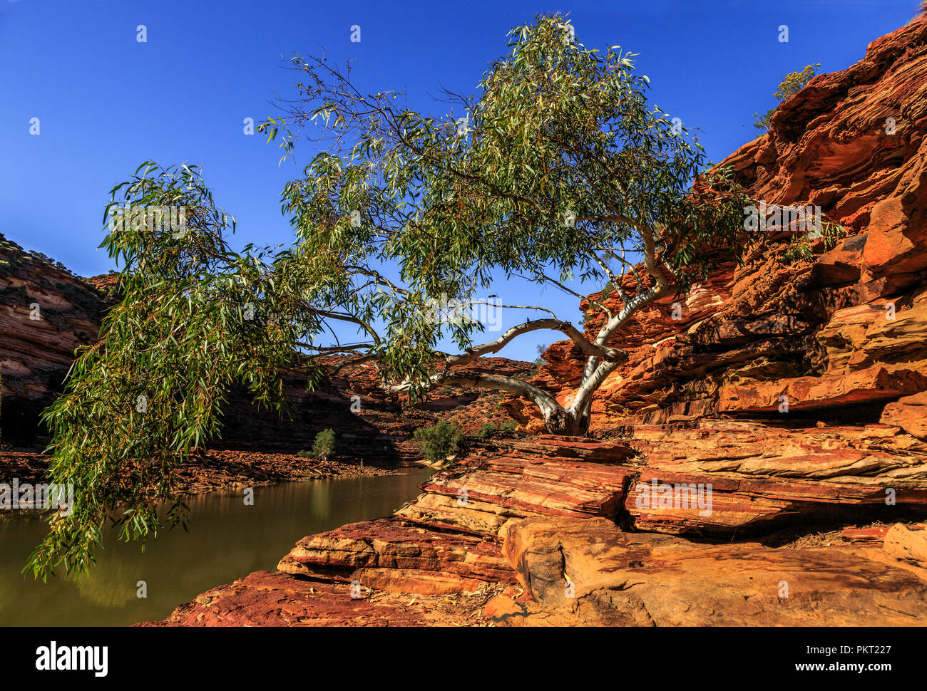 Tree growing from rock over hanging water Kalbarri National Park Stock Photo