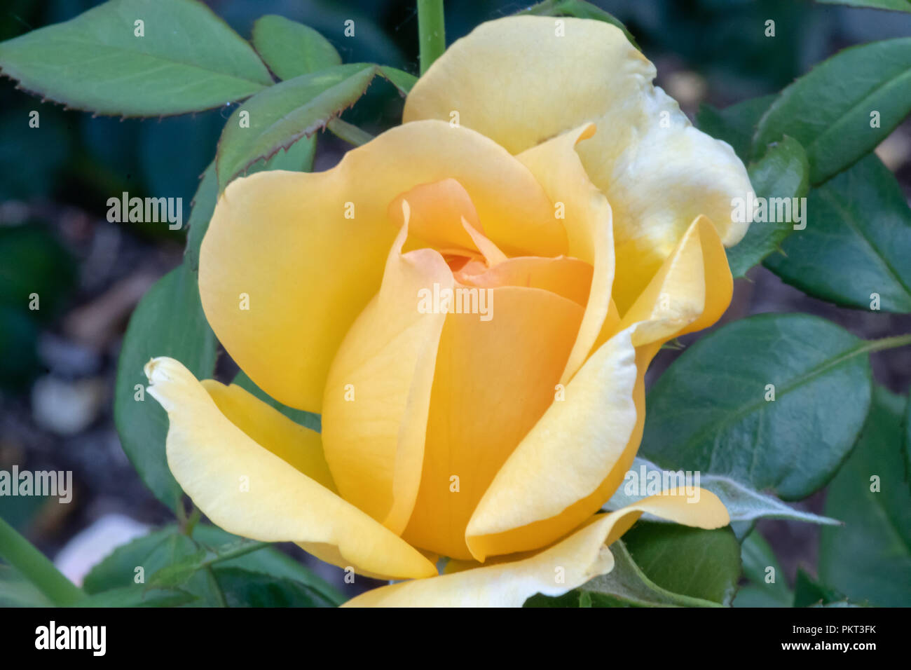 Peace bush rose hi-res stock photography and images - Alamy