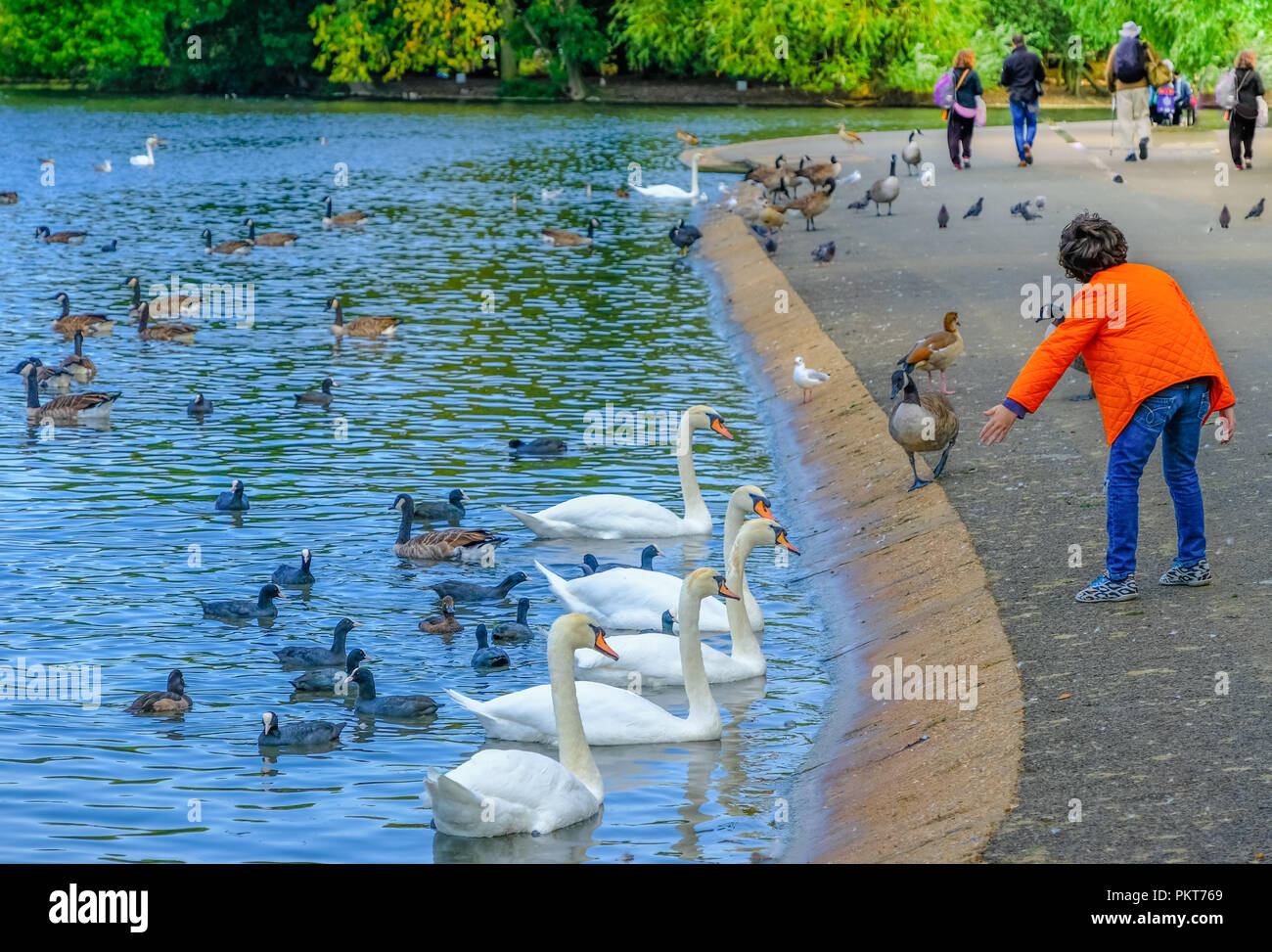 Boy wearing bright orange jacket feeds ducks and swans swimming in a pond in Regent's Park, London, England, at sunset; trees in the background Stock Photo