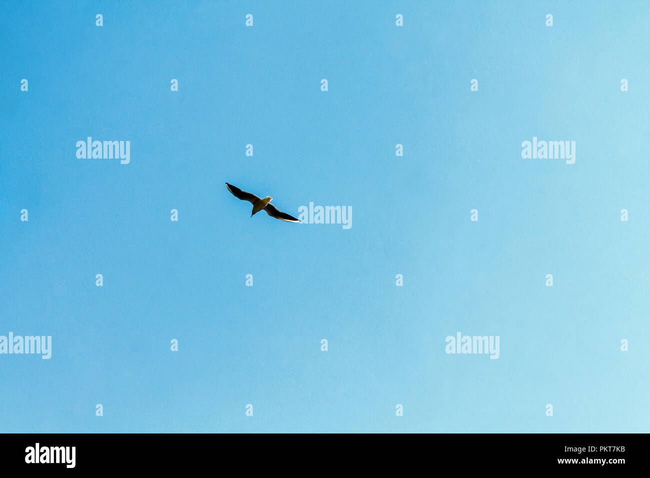 A seagull is flying in a blue sky with white clouds. In the photo there ...