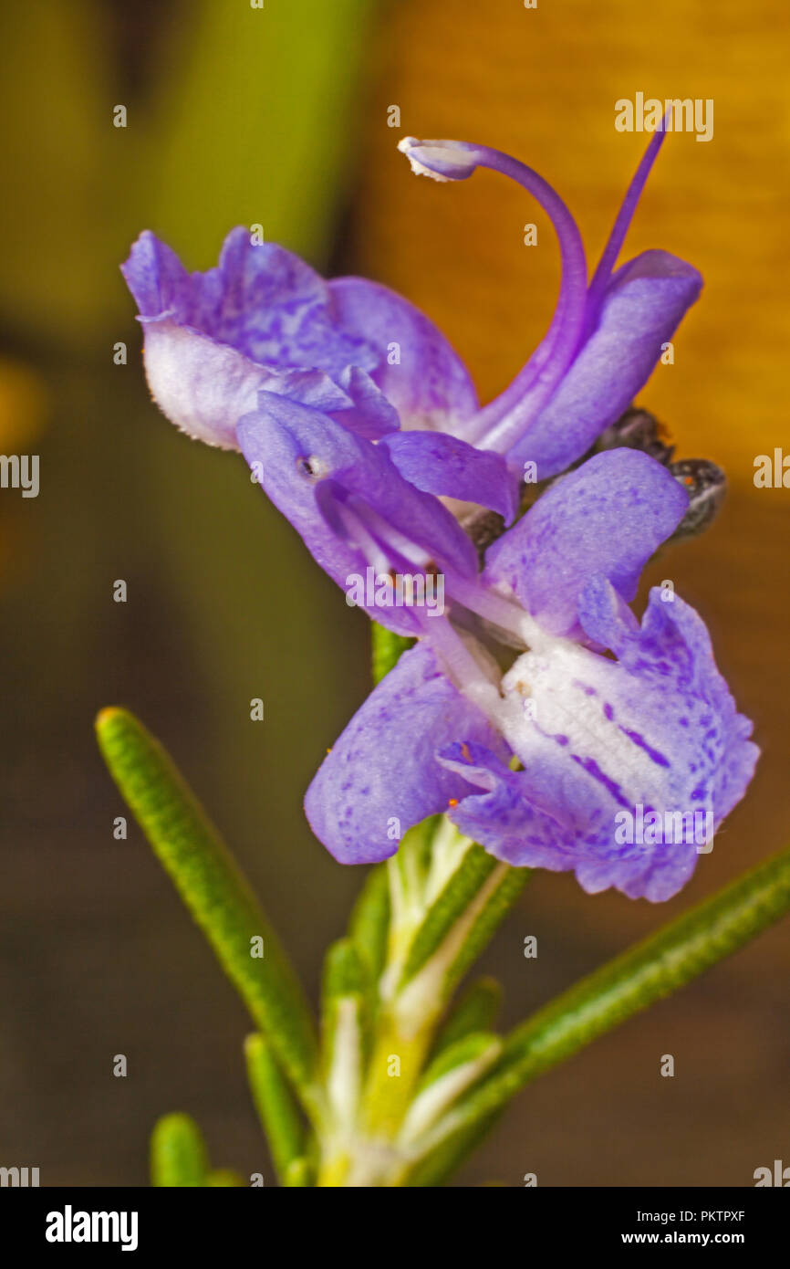 Rosemary flower hires stock photography and images Alamy