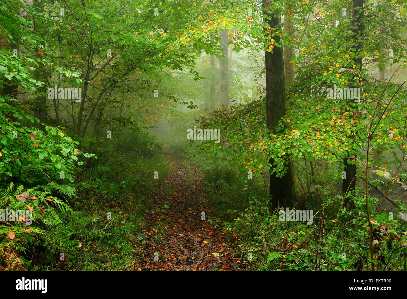 Mixed woodland on a foggy, autumn morning Stock Photo