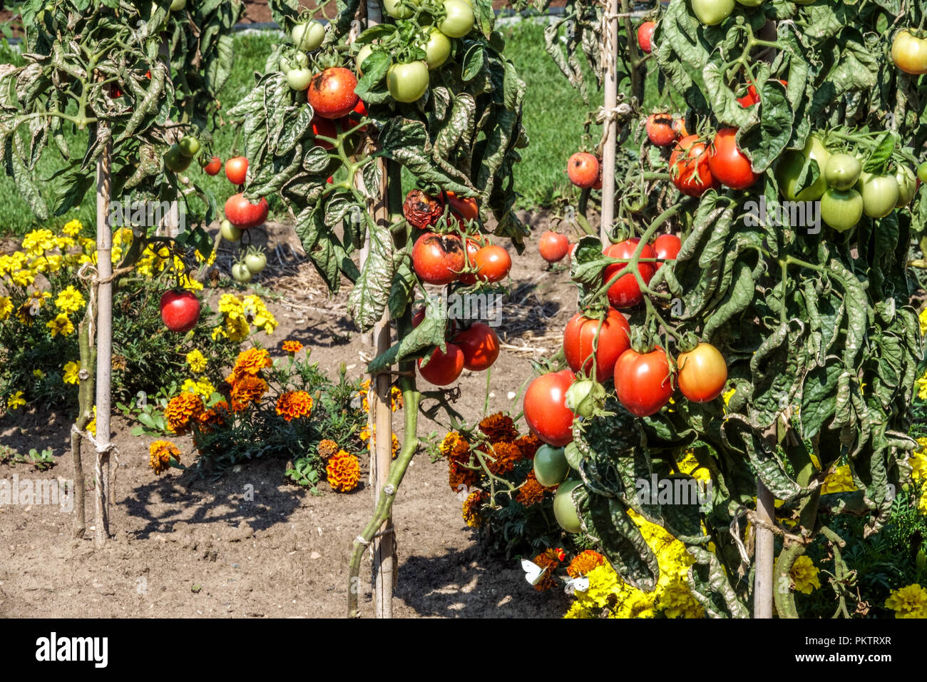 Tomatoes Marigolds, tomato vine garden Stock Photo