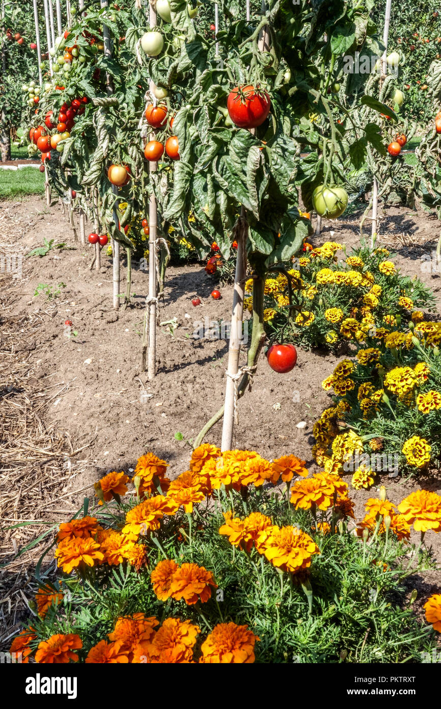 Tomatoes, French Marigolds, Tomato plant in Row Stock Photo