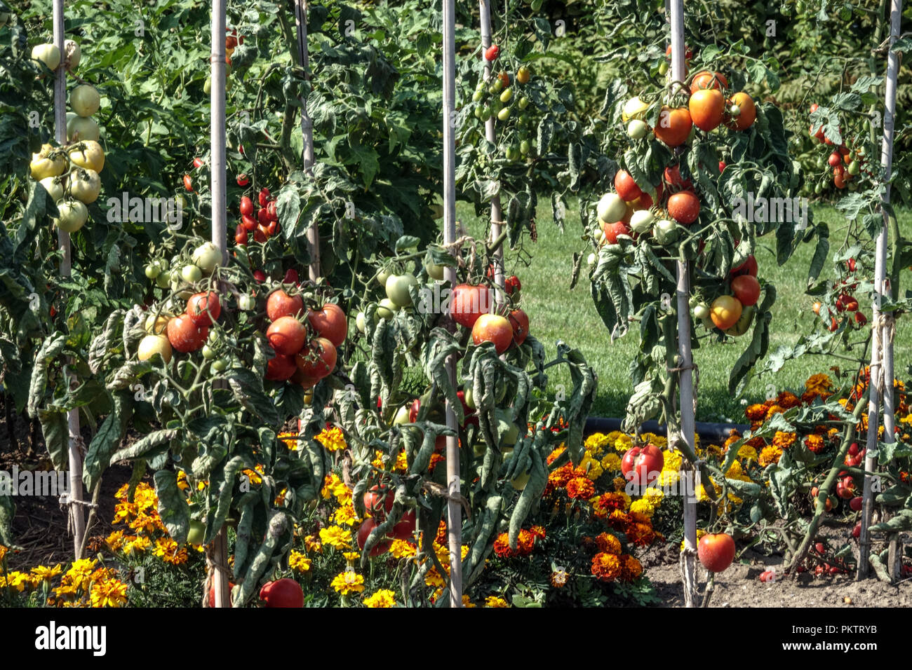 Tomatoes on vine, Marigolds, tomato vine garden Stock Photo