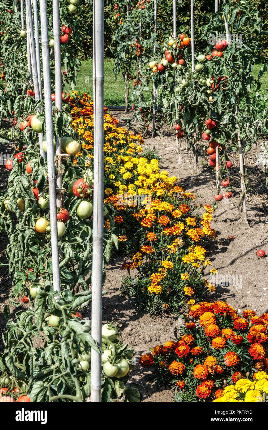 French marigold tomatoes, Mix in a row, tomatoes on vine garden Stock Photo