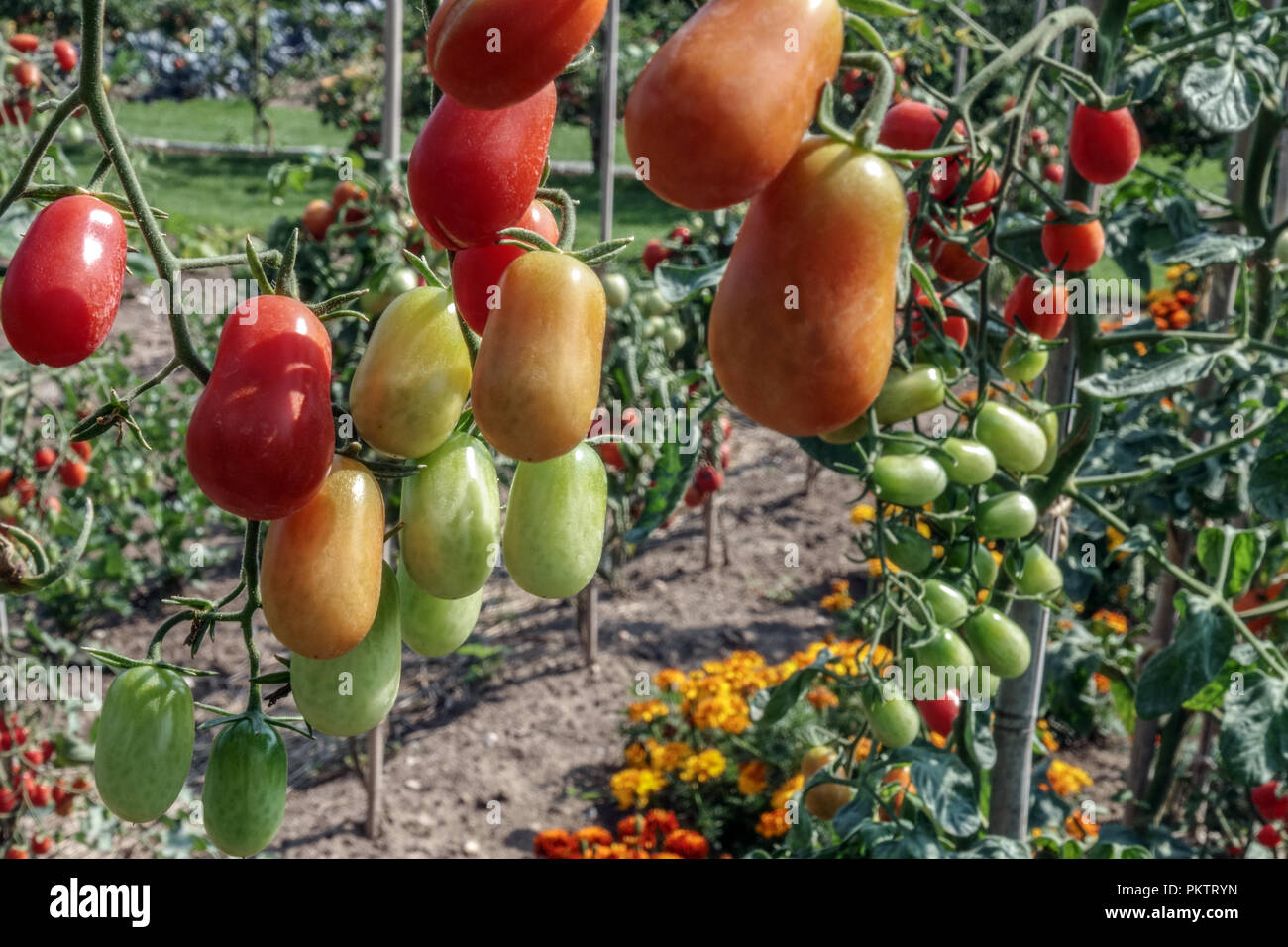 Tomatoes on vine, Unripe Tomatoes, Marigolds, tagetes tomatoes, tomato vine garden Stock Photo