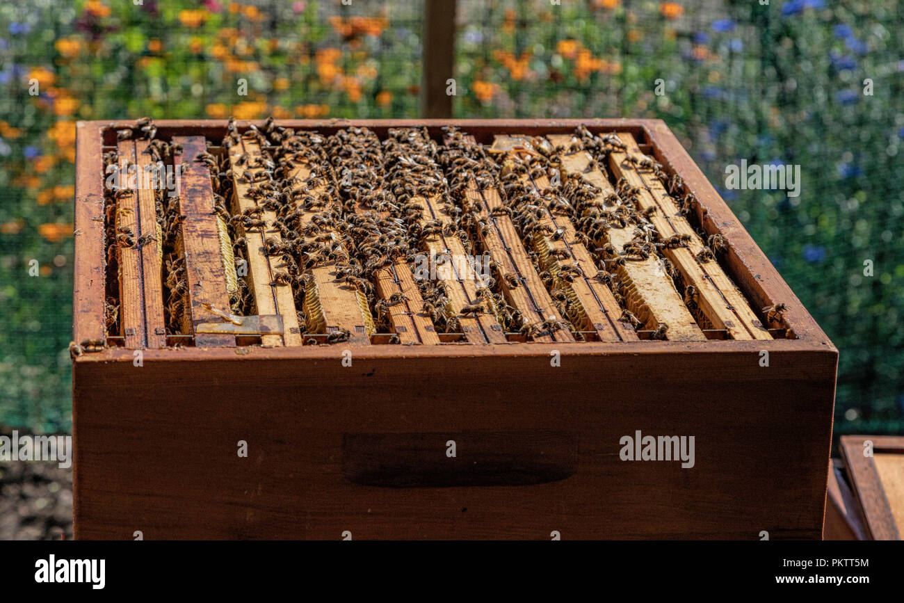 Open beehive, which shows the frames of the honeycombs with working bees. Stock Photo