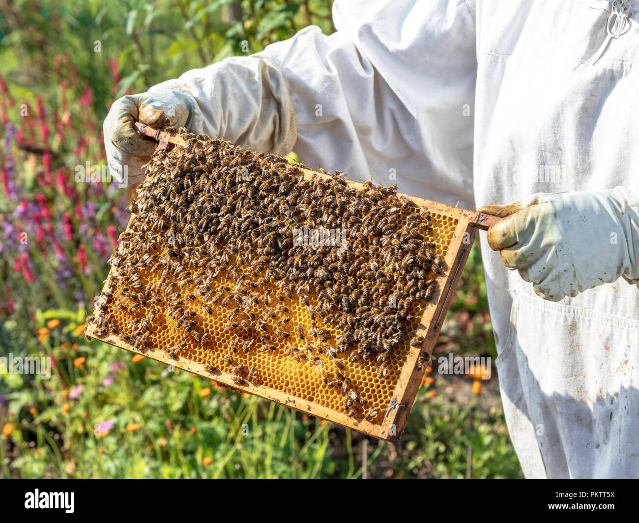 Beekeeper holding up a frame of honeycomb with working bees. Stock Photo