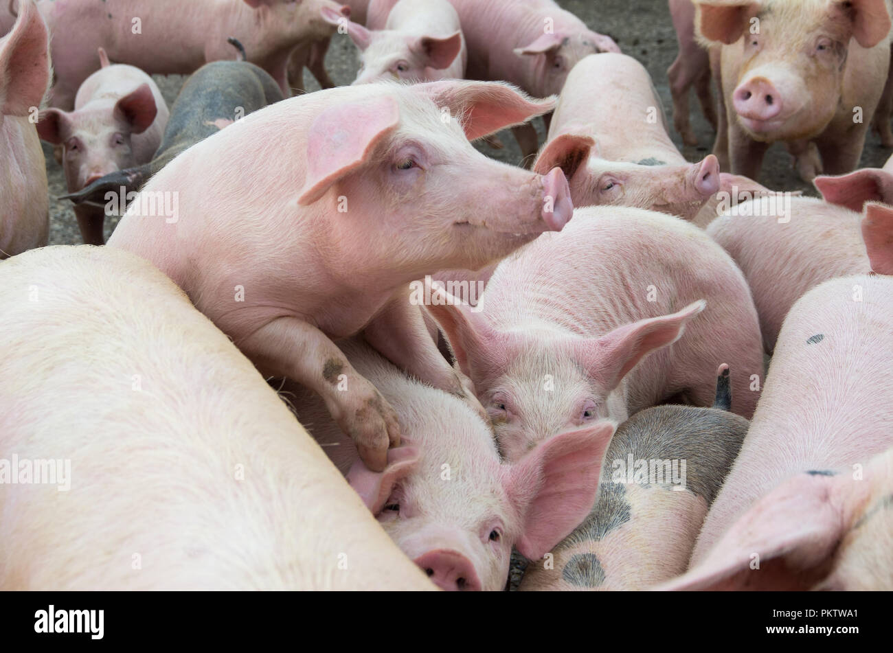 The farm pigs. Livestock breeding. Stock Photo