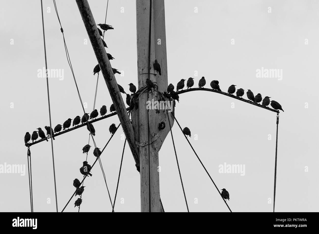 Starlings roosting on rigging (Sturnus vulgaris) of a static mast at Rye harbour UK. Image is black and white greyscale uncropped semi silhouette. Stock Photo