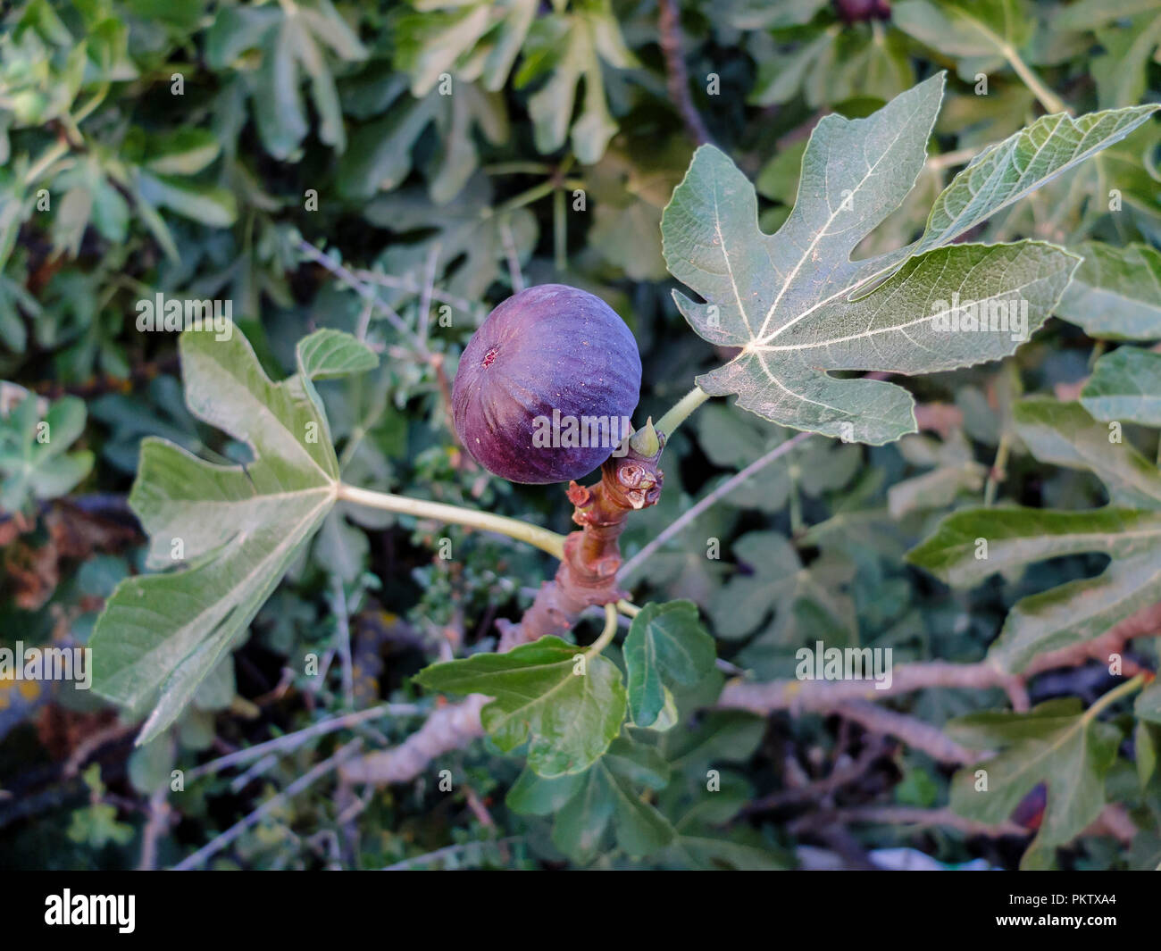 Violet black fig fruit on its tree between two green leaves Stock Photo