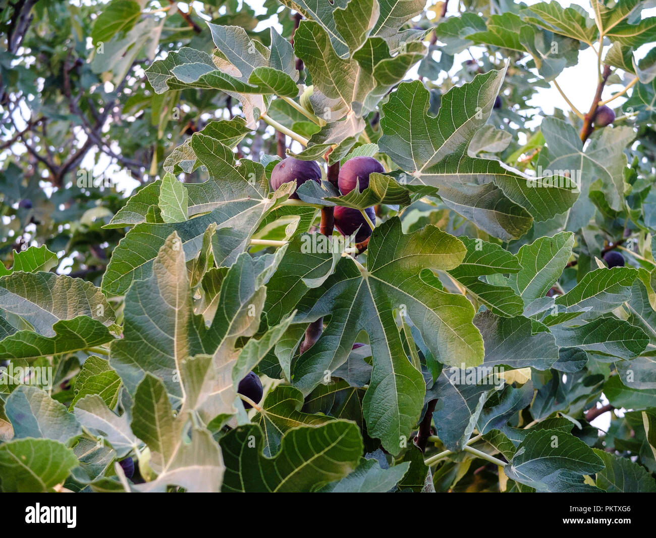 Fig tree with green leaves and black violet fruits Stock Photo