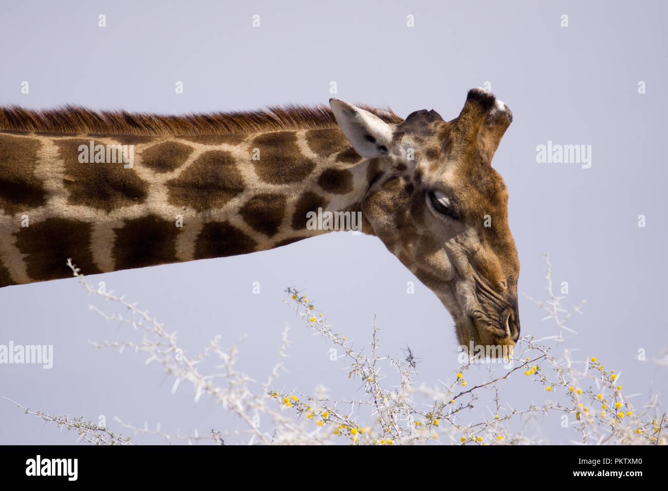 giraffe in etosha national park in namibia Stock Photo