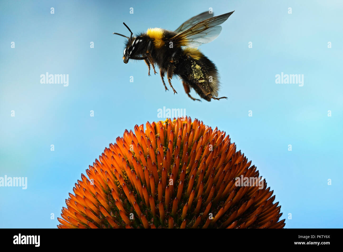 Large earth bumblebee (Bombus terrestris), in flight, at Echinacea, Germany Stock Photo